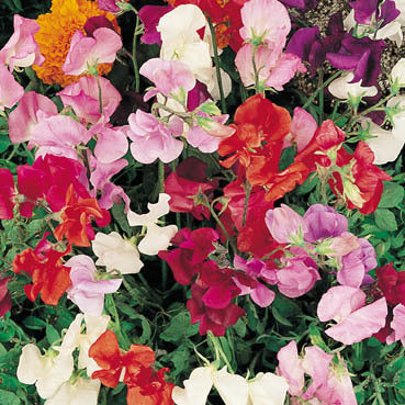 Lathyrus odoratus 'Bijou'