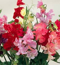 Lathyrus odoratus 'Continental'