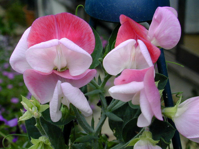 Lathyrus odoratus 'Cupid Pink Improved'