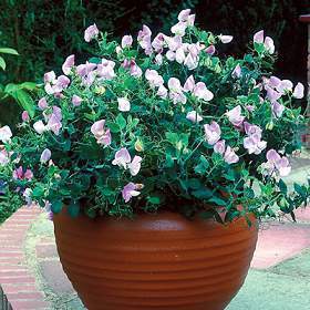 Lathyrus odoratus 'Cupid Pink Improved'