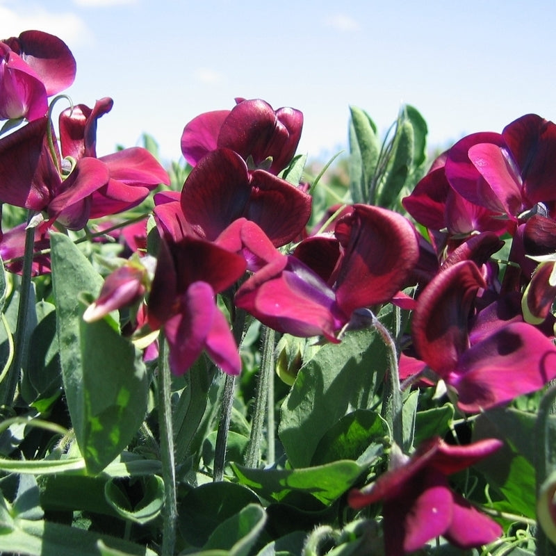 Lathyrus odoratus 'Cupid Mahogany'