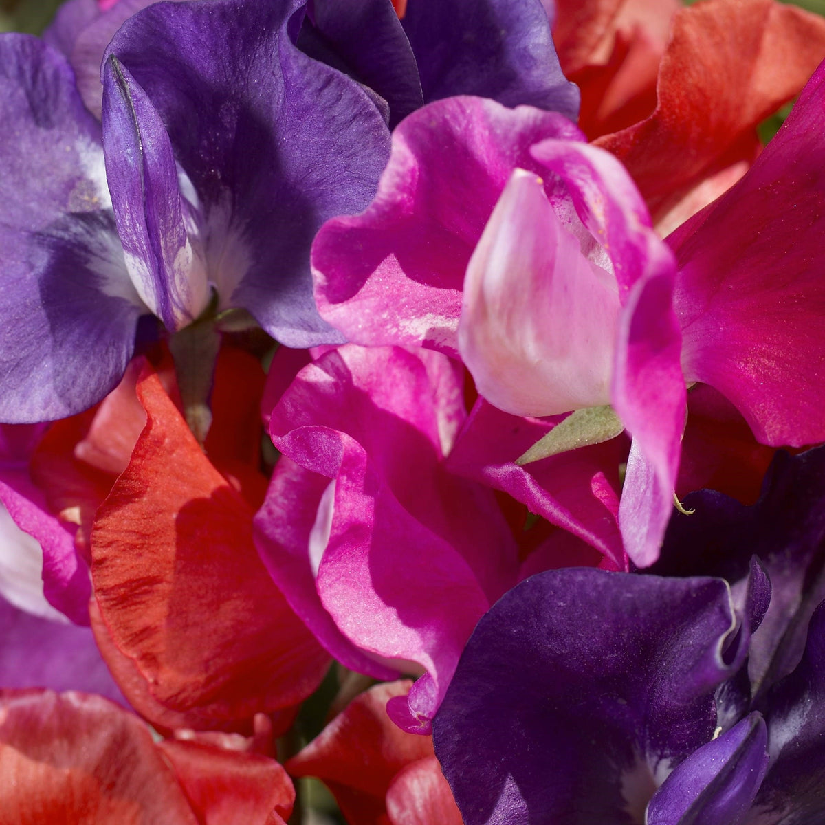 Lathyrus odoratus 'Cupid Dwarf Mixed'
