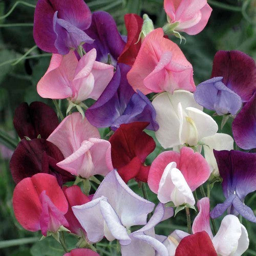 Sweet Pea 'Elegance Mixed'