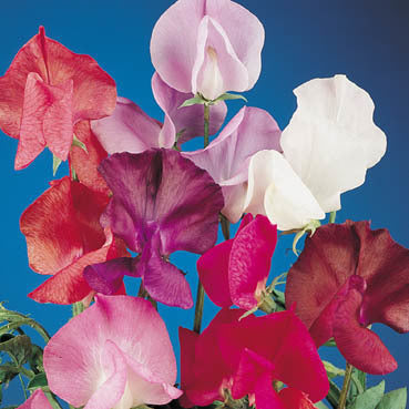 Lathyrus odoratus 'Giant Waved'