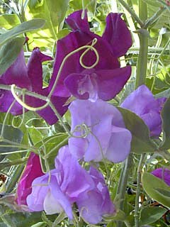 Lathyrus odoratus 'Great Expectations'