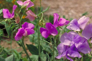 Lathyrus odoratus 'Great Expectations'