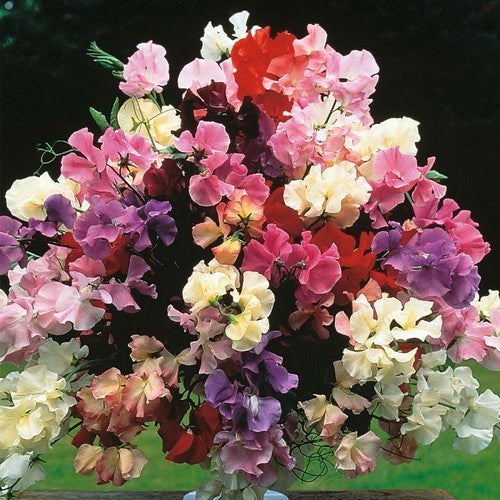 Lathyrus odoratus 'Floral Tribute Mixed' / 'Incense Mixed'