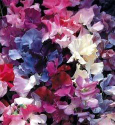 Lathyrus odoratus 'Horizon Mixed'