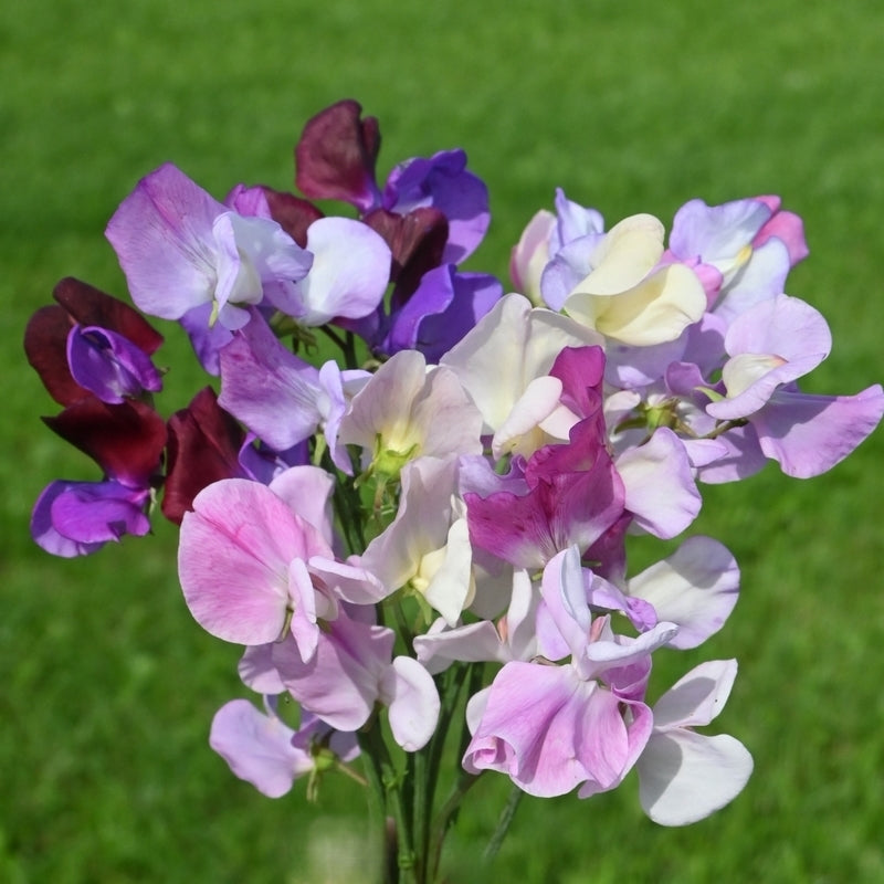 Lathyrus odoratus 'Kaleidoscope'