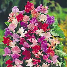 Lathyrus odoratus 'Knee Hi'