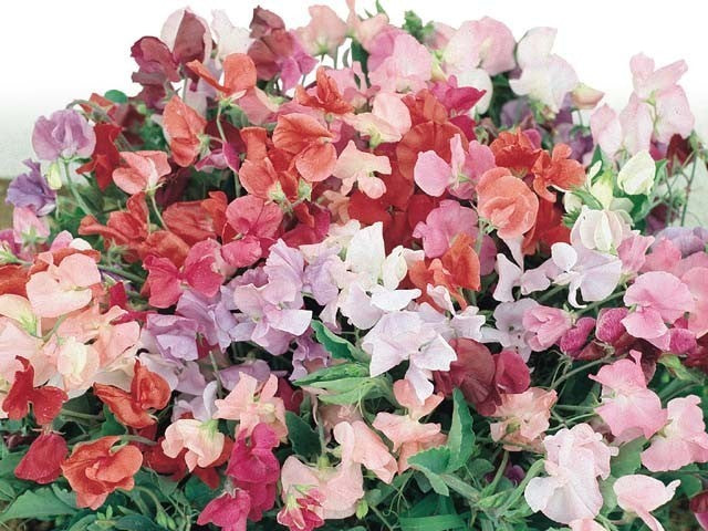 Lathyrus odoratus 'Little Sweetheart'