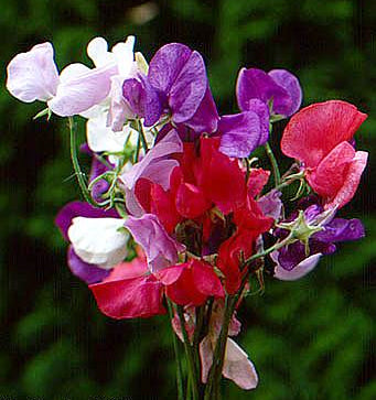 Lathyrus odoratus 'Mammoth Mixed' / 'Galaxy Mixed' / 'Cuthbe'