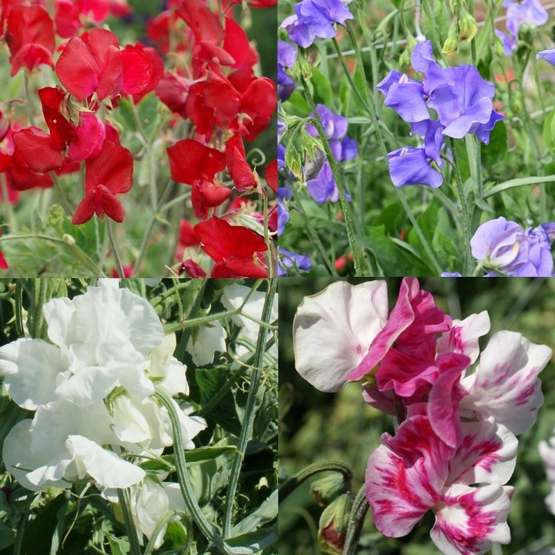 Lathyrus odoratus 'Perfume Mixed'