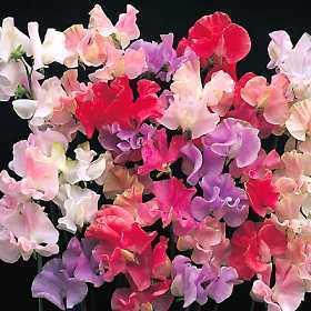 Lathyrus odoratus 'Royal Mixed' / 'Spencer Mixed'