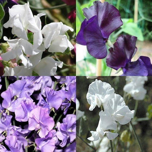 Lathyrus odoratus 'Skylark Mixed'