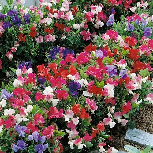 Lathyrus odoratus 'Snoopea'