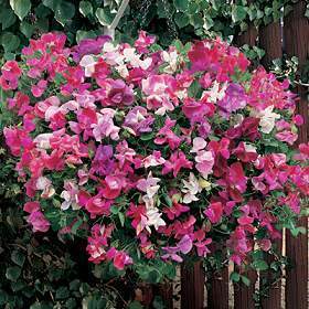 Lathyrus odoratus 'Sugar 'n Spice' / 'Sommerduft'