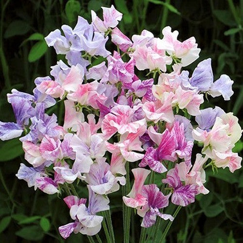 Lathyrus odoratus 'Tiller Girls'