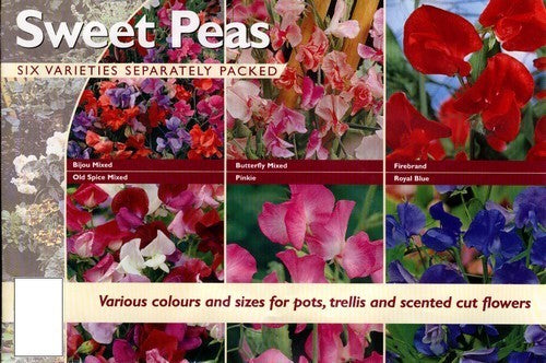Sweet Pea 'A Bit of Everything'
