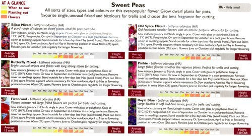 Sweet Pea 'A Bit of Everything'