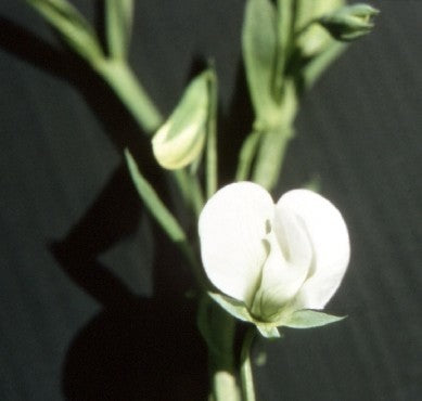 Lathyrus sativus 'Albus'