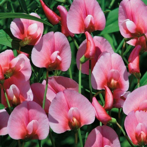 Lathyrus tingitanus 'Roseus'