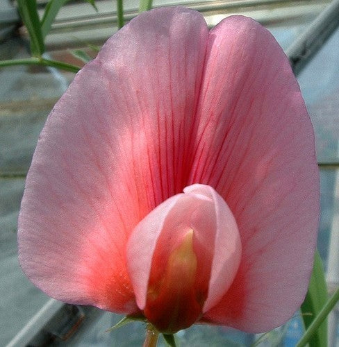 Lathyrus tingitanus 'Roseus'