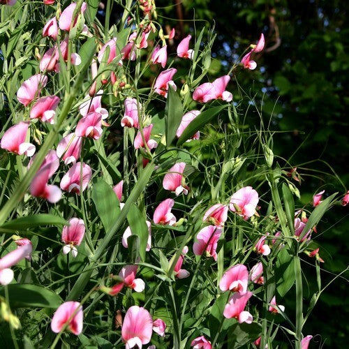 Lathyrus tingitanus 'Roseus'