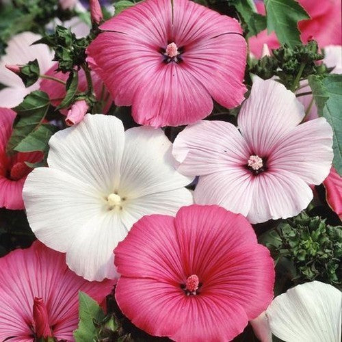 Lavatera trimestris 'Bright Mix'