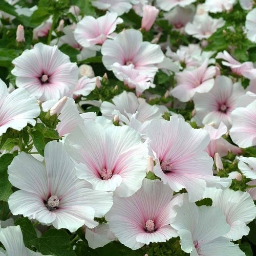 Lavatera trimestris 'Dwarf Pink Blush' / 'Pink Regis'