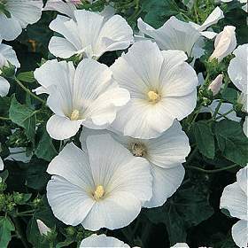 Lavatera trimestris 'Mont Blanc'