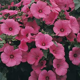 Lavatera trimestris 'Ruby Regis'