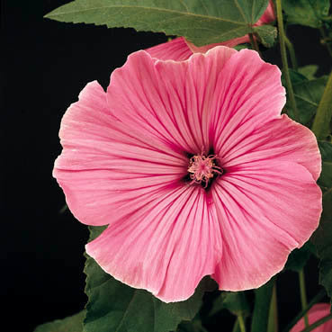 Lavatera trimestris 'Silvercup'