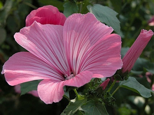 Lavatera trimestris 'Silvercup'