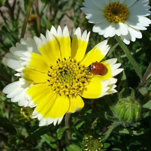 Layia platyglossa