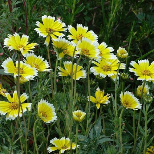 Layia platyglossa