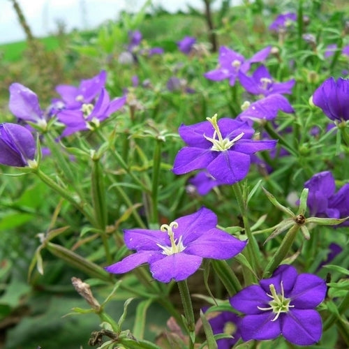 Legousia speculum-veneris