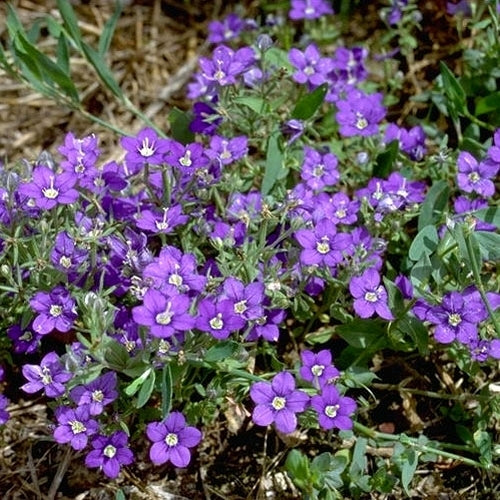 Legousia speculum-veneris
