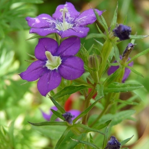 Legousia speculum-veneris