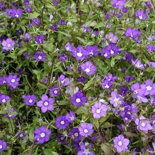 Legousia speculum-veneris