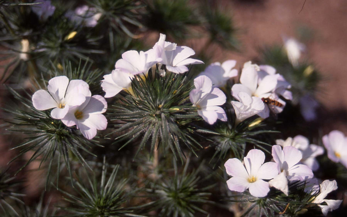 Leptosiphon hybridus