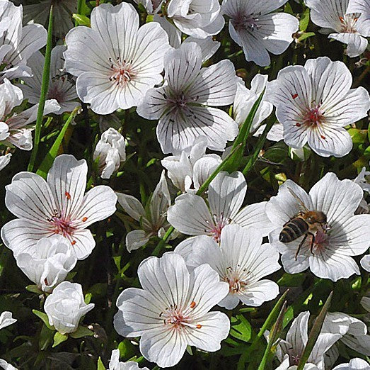 Limnanthes alba
