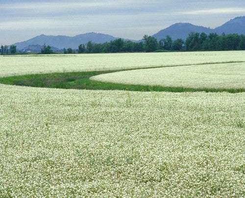 Limnanthes alba