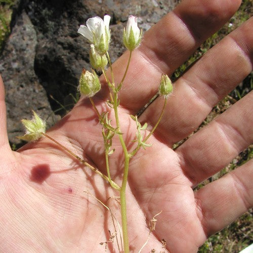 Limnanthes alba