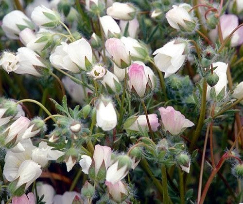 Limnanthes alba