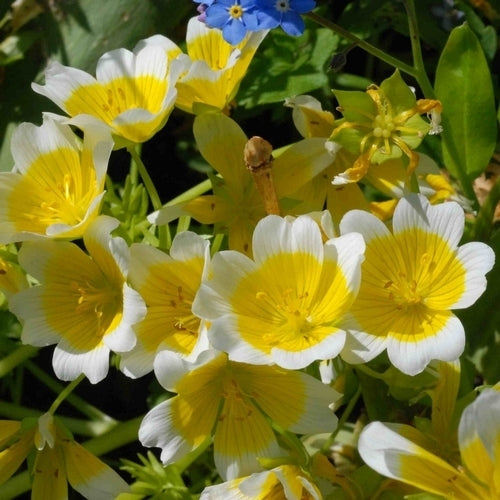 Douglas' meadowfoam