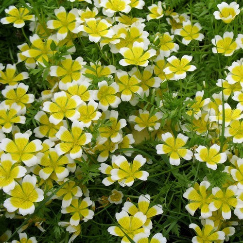 Douglas' meadowfoam