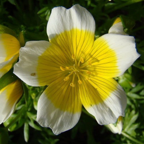 Douglas' meadowfoam