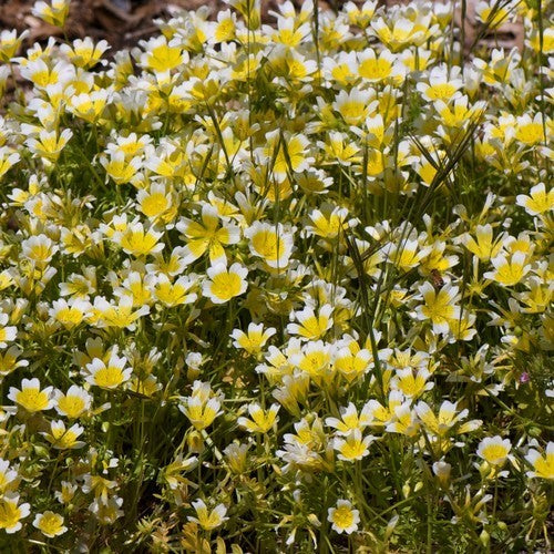 Douglas' meadowfoam