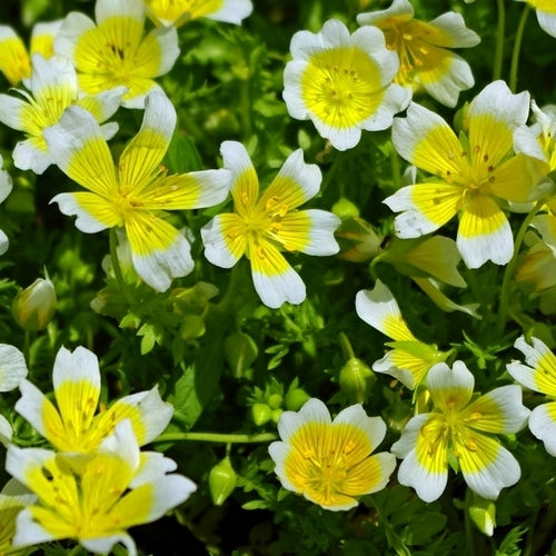 Douglas' meadowfoam